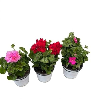 3 Piante di Geranio Edera in Vaso da 14 cm, Colori Misti, Set da 3 Pezzi MODIPITRE