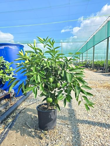 Rote Clementine – Clementino Rubino Sanguinello (70-100 cm) – Saftige, Süße Zitrusfrucht für Garten & Balkon – Robust & Krankheitsresistent
