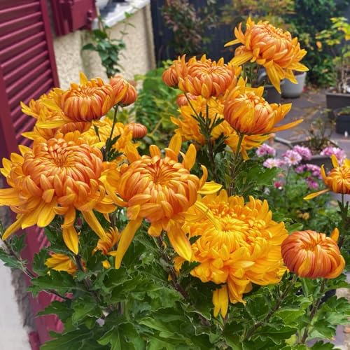 semi di crisantemo, giardino resistenti biologici decorazione balcone 1200pcs