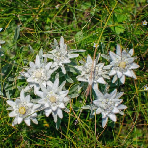 de las nieves en macetas resistentes semillas de edelweiss Semillas balcón Decoraciones jardín exteriores, balcón. pradera exóticas 400semillas