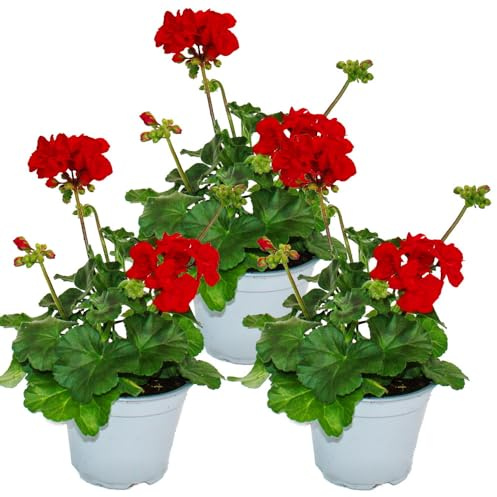 Géraniums debout - Pelargonium zonale - Pot de 12 cm - Lot de 3 plantes - Rouge foncé