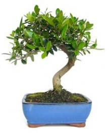 Bonsai olivo 7 años - Olea europea - Bonsai natural - Planta viva