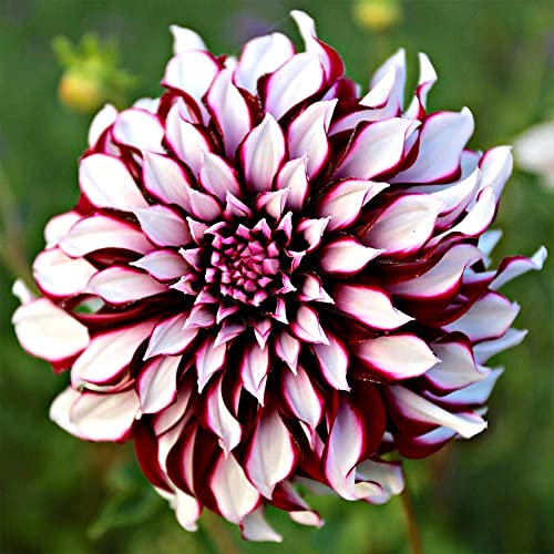 1 x Dahlia Decorative Dinnerplate - Enhances Your Summer Garden - Summer Flowering Bulb - Perennial – for Your Beautiful Garden (1 x Dahlia Decorative Dinnerplate Tartan)