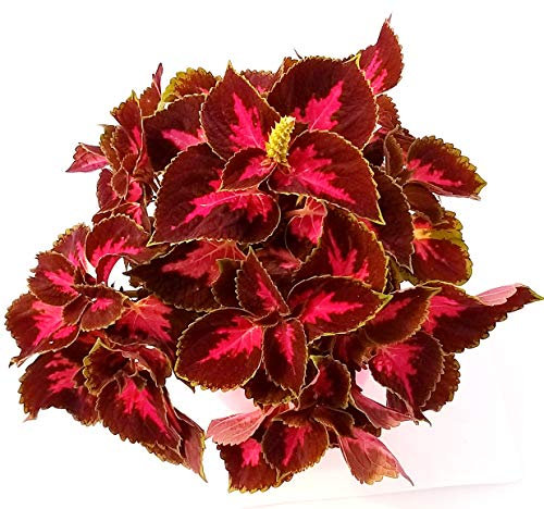 Cóleo Natural Planta que Puede Alcanzar el Medio Metro de Altura