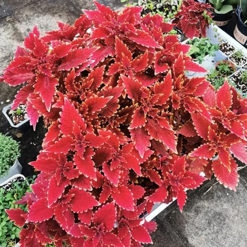 Semi di Coleus da giardino roccioso, resistenti per rialzate esotici appartamento balcone 350pcs
