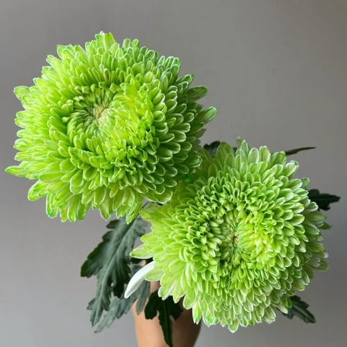 Semillas de crisantemo, jardín de decoración de sala de estar de semillas de para invitados semillas de variedades 80pcs