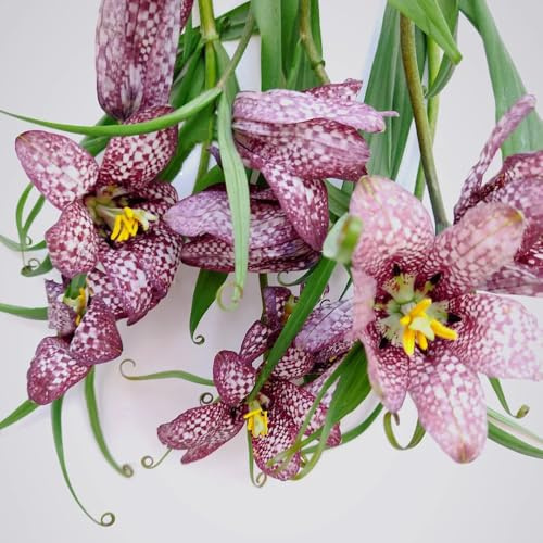 imperiale coronata - balcone giardino interno 10Rhizome