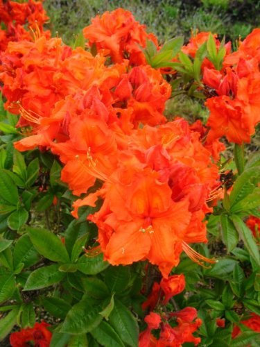 kupferrot blühende Garten Azalee Rhododendron luteum Gibraltar 40-50 cm hoch im 5 Liter Pflanzcontainer