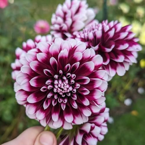 Dahlien, exotische winterharte für garten blumenzwiebel balkonpflanzen winterhart 8Zwiebeln