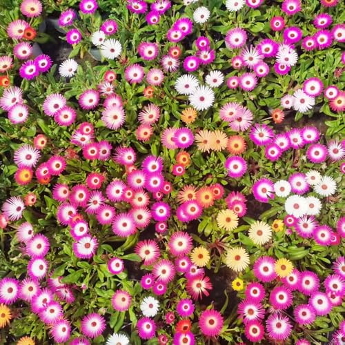 mittagsblume - kräuterpflanzen bodendecker winterhart mehrjährig wildblumensamen dachbegrünung pflanzensamen steingartenpflanzen winterhart frühlingsblumen gartendeko für draußen 150samen