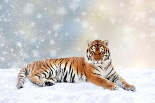 adrium Holz-Bild 60 x 40 cm: Tiger im Schnee auf weihnachtlichem Hintergrund. Winter Wunderland. Neujahrskarte. (133977103)
