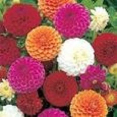 Dalia Pompon 50 Semi :Seeds only
