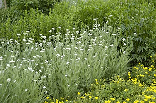 Achillea millefolium 9x9 cm Topf – Winterhart, Mehrjährig, Pflegeleicht – Schafgarbe – Staude für Beet & Rabatte