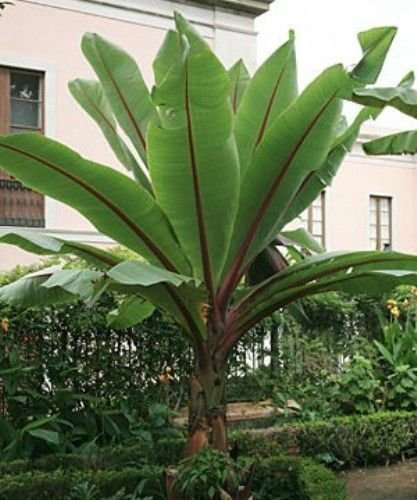 10 Fresh Ensete ventricosum Semi False abissino banana!