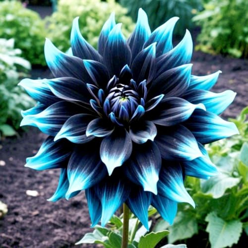 biologico Dalia bulbi,Piante perenni,Dalia pianta vera,resistenti al freddo,Tagliare,Facile da curare(non artificiali)-4 bulbi-C