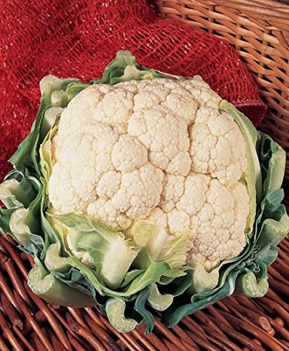 JustSeed - Organic - Vegetable - Cauliflower Belot F1-20 Seeds