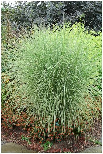 Stauden Gänge 5 x Miscanthus sinensis 'Morning Light' Buntes Chinaschilf | Buntes Ziergras für Sonne, Blüte August bis Oktober, mehrjährig, 1 L Topf (11x11 cm)
