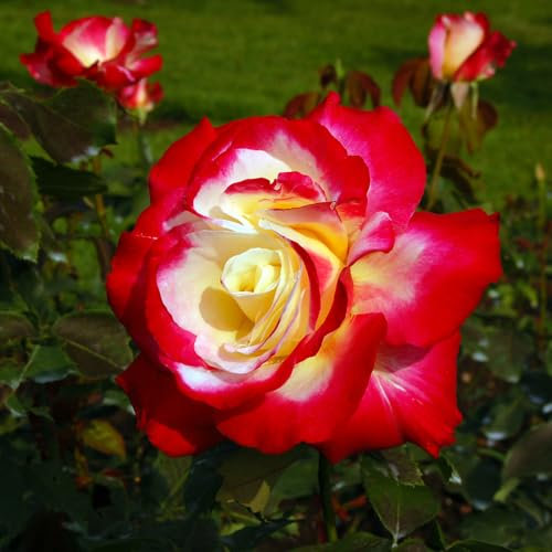 YouGarden Rose 'Double Delight', Bare Root Rose, Ready to Plant, for Pots, Beds, and Borders