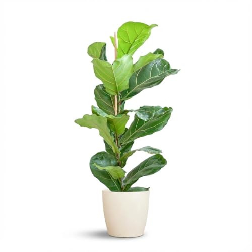 Green boutiQ - Plante d'intérieur - Figuier lyre - Ficus Lyrata - Vert - Entretien facile - 1 Plante - avec Potter Blanc - Pot 21cm - Hauteur 75-85cm