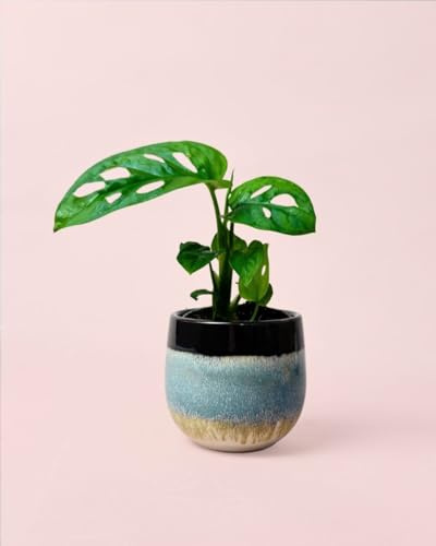 PUR PLANT Monstera Adansonii Mini | Planta Natural de Interior con Maceta Cerámica Decorativa 6 cm | Fácil de Cuidar y Muy Decorativa
