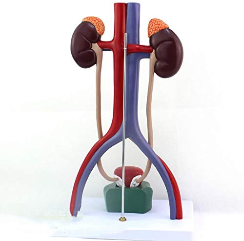 LBYLYH Paradigma Pedagógico Modelo Humano del Tracto Urinario - Anatómico Modelo Médico Órgano - Modelo Anatómico De La Uretra Uréter Vejiga - para El Diseño Promedio Display Estudio