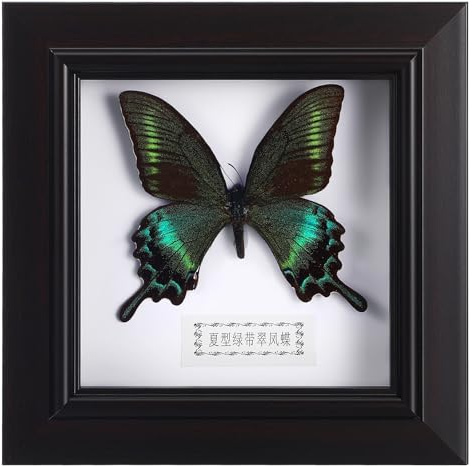 Housoutil Schmetterlingsexemplare in Schattenbox Blauer Morpho-Schmetterling Gerahmt in Schwarzem Display für Wandregal Oder Tischdisplay Montiert