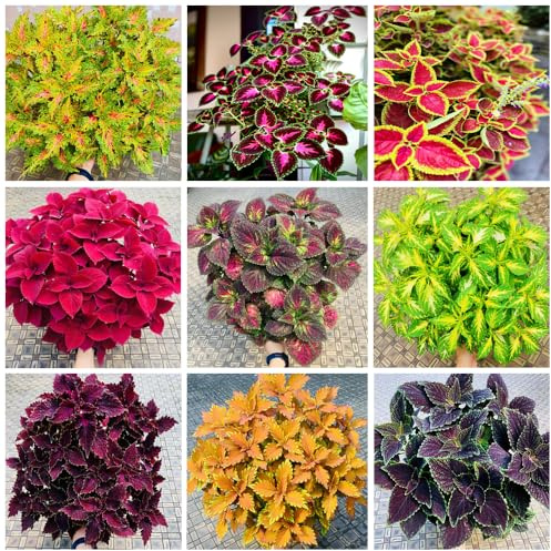 Générique 1000+ variétés Mixtes rares de Coleus à Planter, variétés Traditionnelles, à pollinisation Libre, préfèrent l'ombre partielle à l'intérieur/à l'extérieur, embellissent Votre Jardin