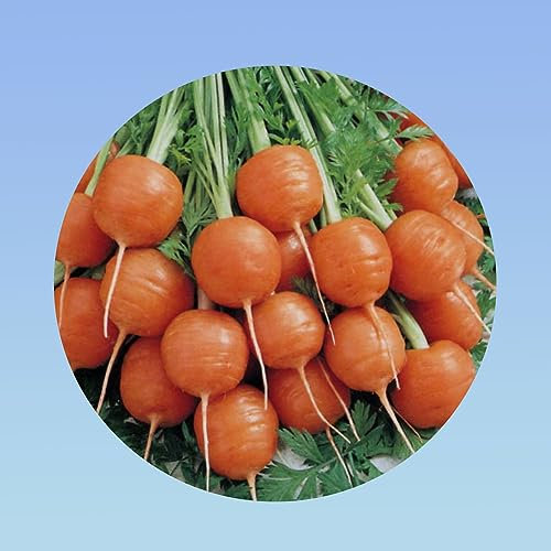 4 GRAMMES de Carotte 'Ronde de Paris' Hâtive & Nain | Racines Rondes Idéales Terres Lourdes & Pots | Goût Doux - 4000 GRAINES