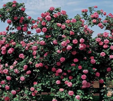 100pcs of Climbing Rose Flower Seeds.