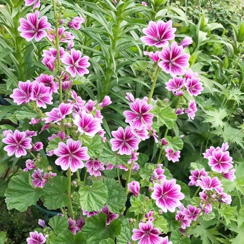 semillas de malva semillas de silvestres arbustos resistentes decoración perennes resistentes colgantes trepadoras silvestres bonsái 300pcs