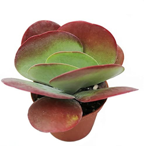 Planta Kalanchoe Bryophyllum Thyrsiflora Planta Natural