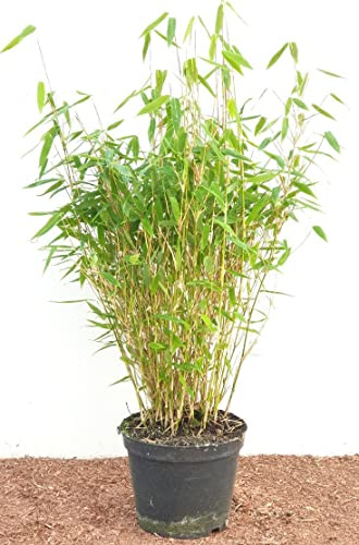 Gartenbambus Fargesia murieliae Jumbo 40-60 cm winterhart immergrün