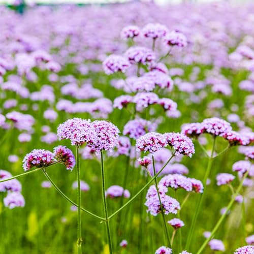 Semillas de Verbena officinalis, para lugares soleados semillas de pradera mariposas exóticas resistentes al aire libre balcón 700pcs