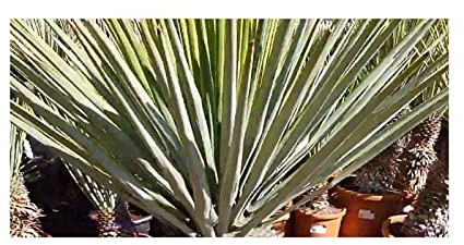 Stk - 10x Yucca rigida (Yucca luminosa) Blaue Yucca Garten Pflanzen - Samen ID976 - Seeds & Plants Shop by Ipsa