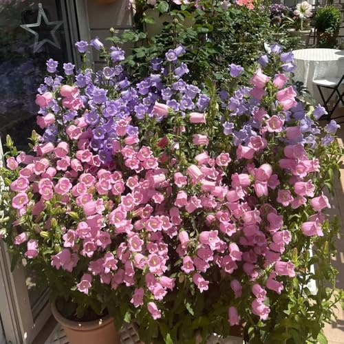 Semi di campanula-Campanula media,decorazione del soggiorno da giardino、lungo periodo di per un giardino 350pcs