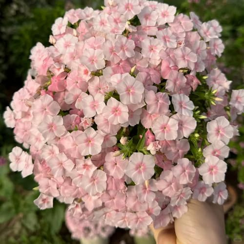 phlox bodendecker - balkon deko mehrjährig winterhart garten 250samen