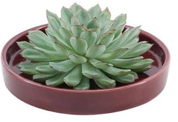 Echeveria Pulidonis Rootless - Suculenta en cuenco de cerámica rojo de 20 cm de diámetro, 5 cm, fácil de limpiar, sin raíces, decoración de mesa y idea de regalo