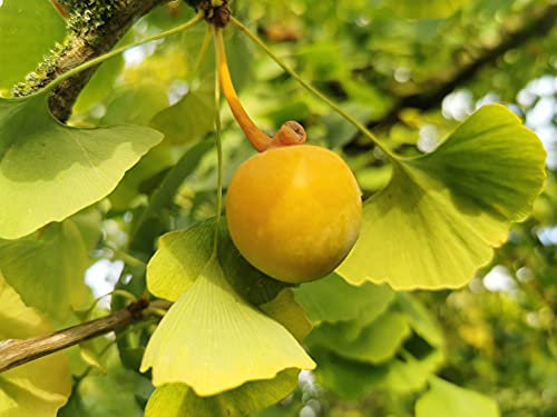 Living Fossil Ginkgo BILOBA Maidenhair Tree, 10-15cm Tall Starter Plant in a 7 or 8cm Pot