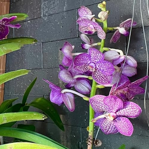 semi di orchidea vanda, rampicanti resistenti, decorative orchidee rare, aiuole rialzate da giardino liane decorazione giungla decorazione 60pcs