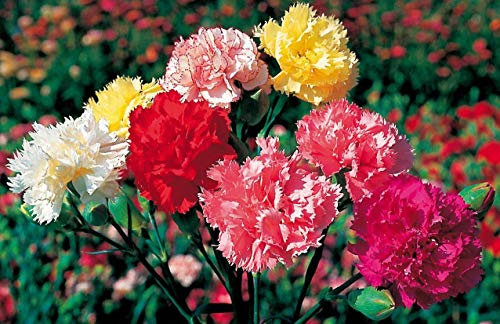 100 Carnation Superb Formula Mix Seeds - Mixed Colour Double Flowers - 100 Seeds