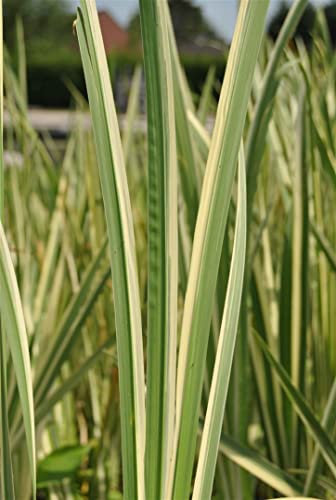 Acorus calamus 'Variegatus' 9x9 cm Topf – Winterhart, Mehrjährig, Pflegeleicht – Kalmus – Uferpflanze für Teichrand & Sumpfzone