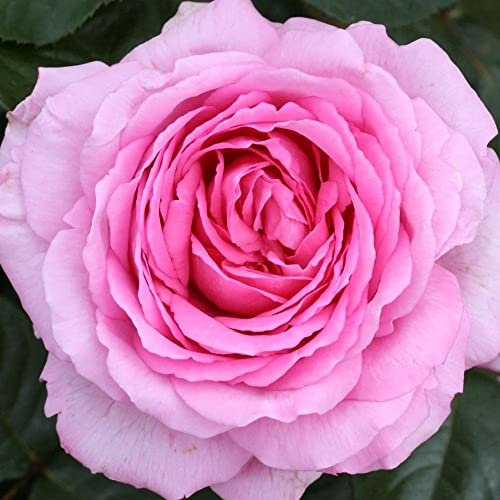 Plant Theory Mum in a Million Rose Bush Pink Flowering Roses Hybrid Tea Rose 4L Pot