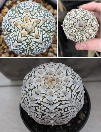 Astrophytum Asterias Superkabuto V | 10 Seeds | Rare Cactus Seeds