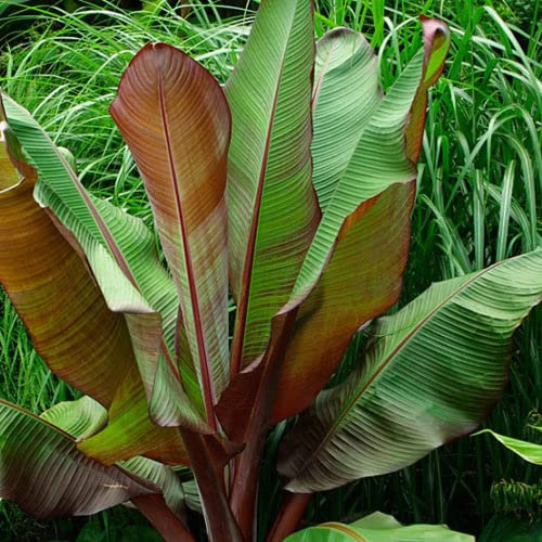 Ensete ventricosum Maurelii| Red Banana| Plug Plant
