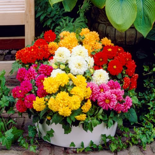 FLORIUM - Dalias de borde de la colección Border (5 bulbos) | Mezcla exclusiva de Holanda | 5 variedades y colores | Decoración perenne para jardín, balcón (sin semillas, no resistentes)