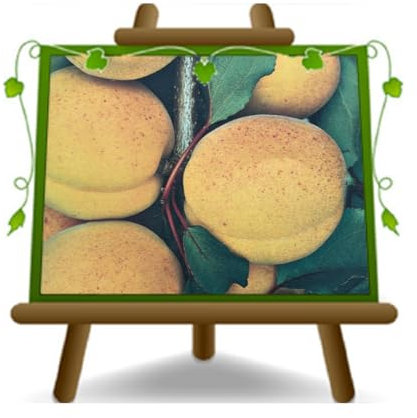 EURO PLANTS VIVAI Albicocco Varietà Palumella - Pianta da Frutto su Vaso 22-24 cm - Altezza 180~200 cm Età 4 Anni