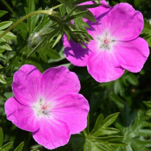 Geranium x oxonianum 'Rose Clair' - Hardy Perennial Ground Cover with Pink Blooms 1 Litre Pot x 2 by Thompson and Morgan