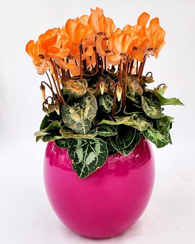 POWERS TO FLOWERS - CICLAMINO COLOR LIFE ARANCIONE, IN VASO CERAMICA SFERICO FUCSIA, VASO 15CM DIAMETRO, piante vere