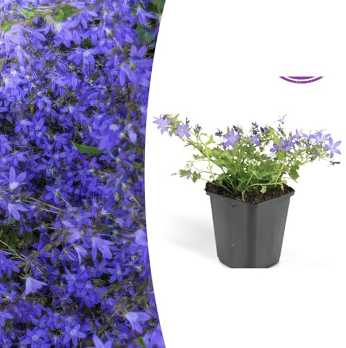 Campanula poscharskyana 'Stella' | 48 pièces - 10-25cm - Ø9cm - Plante de jardin