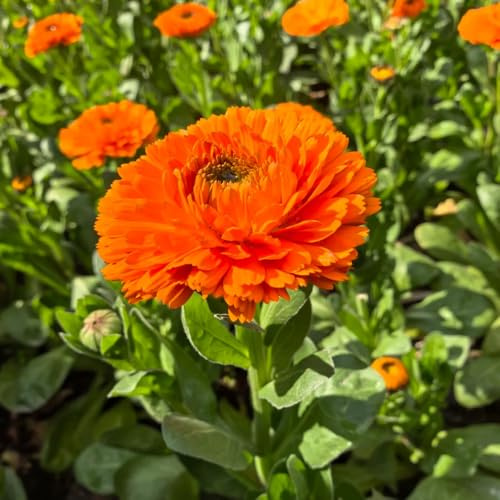 Semillas de caléndula - extraño de balcón para lugares soleados semillas silvestres Caléndula officinalis mariposas orgánico exótico resistentes 550pcs